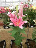 [5537 PO40 Think Pink No01.JPG]